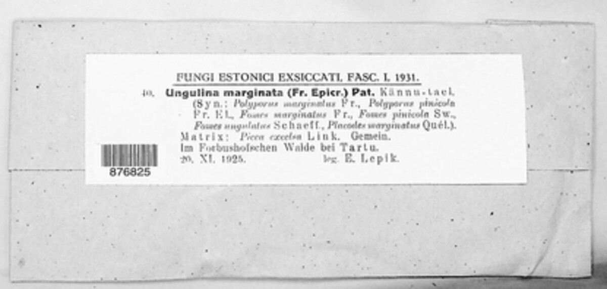 Fomitopsis pinicola image